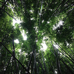 Forêt de bambous vue en contre-plongée
